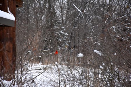 Wildcat Glades (242670213)