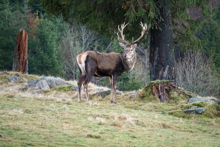 Moose mammal animal