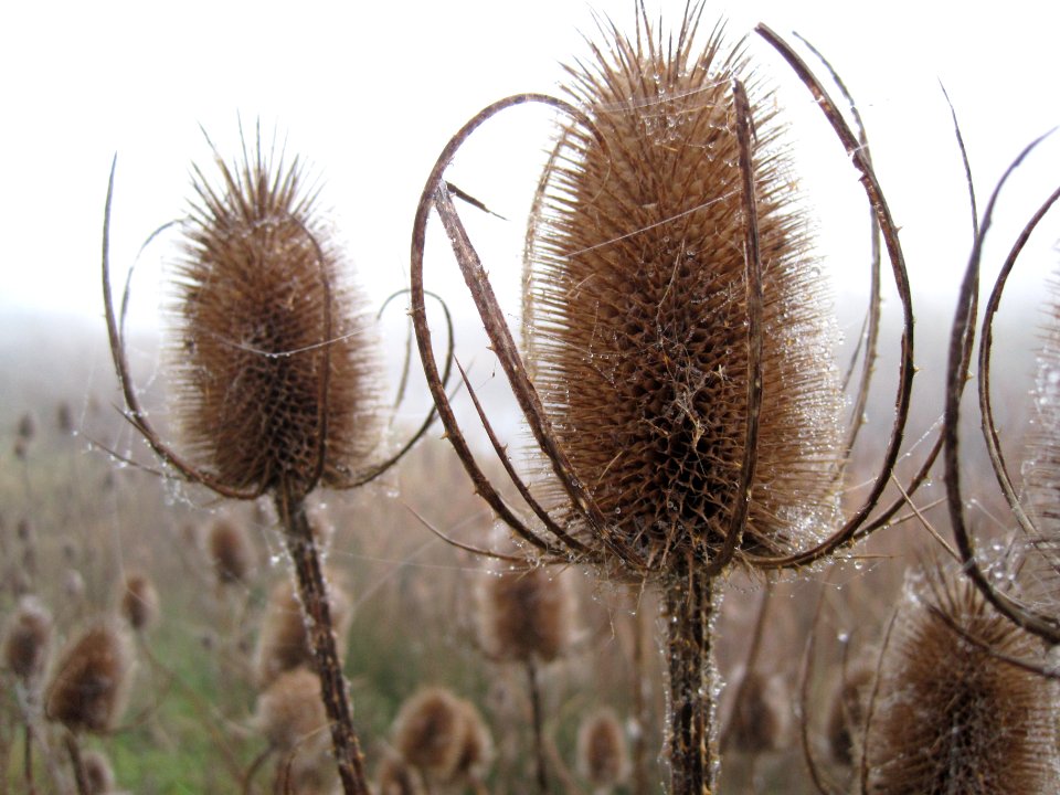 Wild Teasel (Dipsacus fullonum), Arnhem, the Netherlands