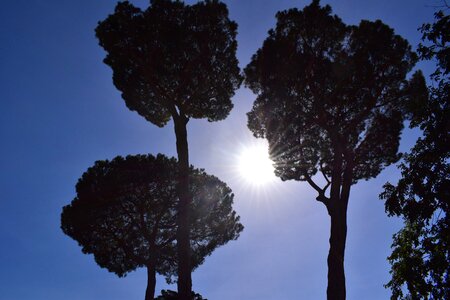 Canopy nature blue sky