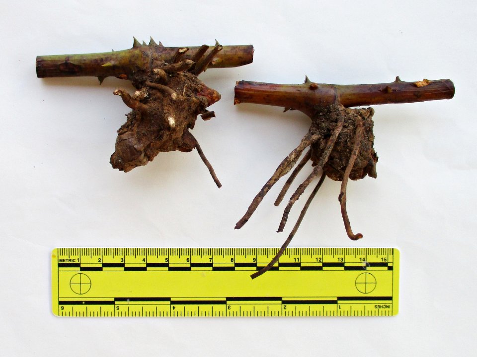 Wild tuber Buton Island (small tubers)