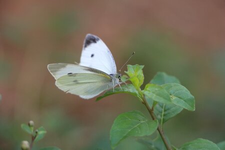 Ye tian beautiful natural
