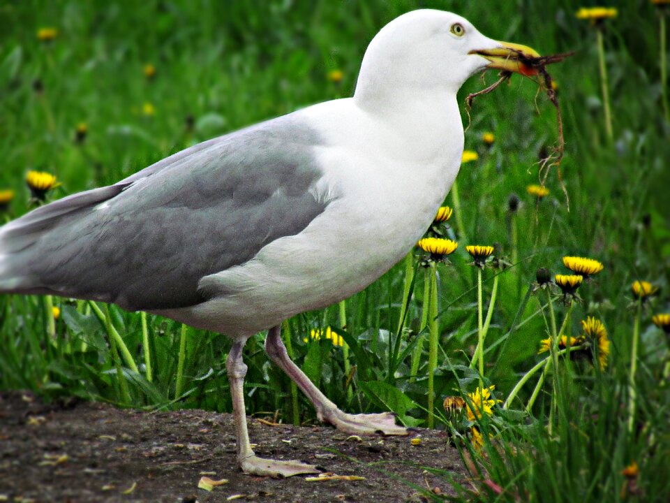 Sea sea ​​birds water bird