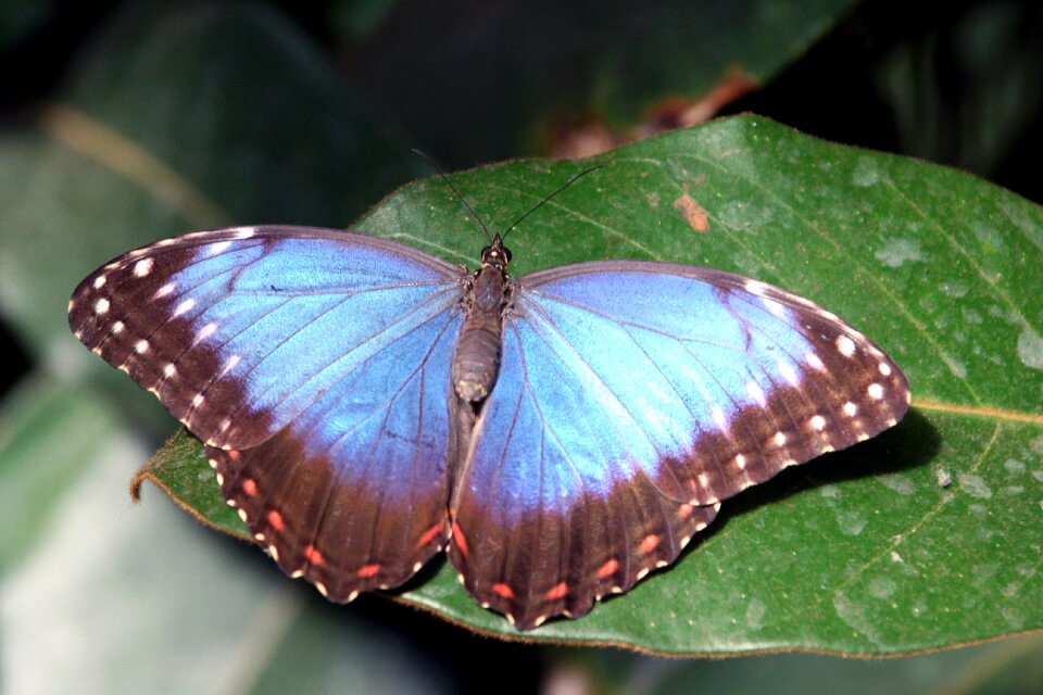 Wings leaf nature