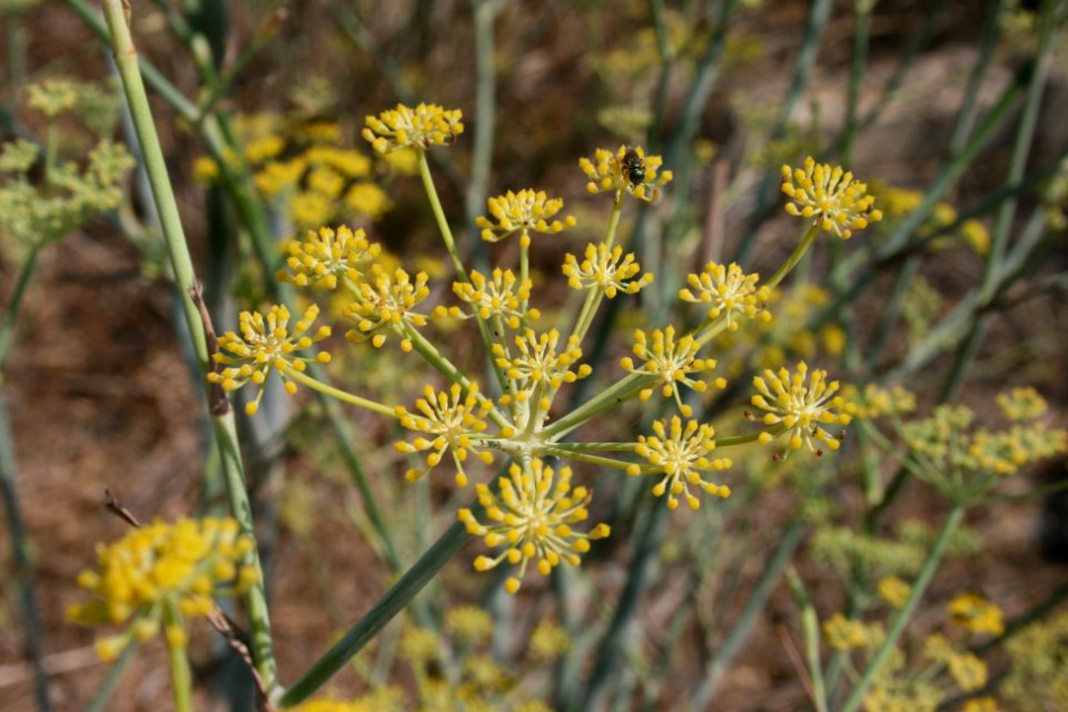 Wilder Fenchel auf Gozo