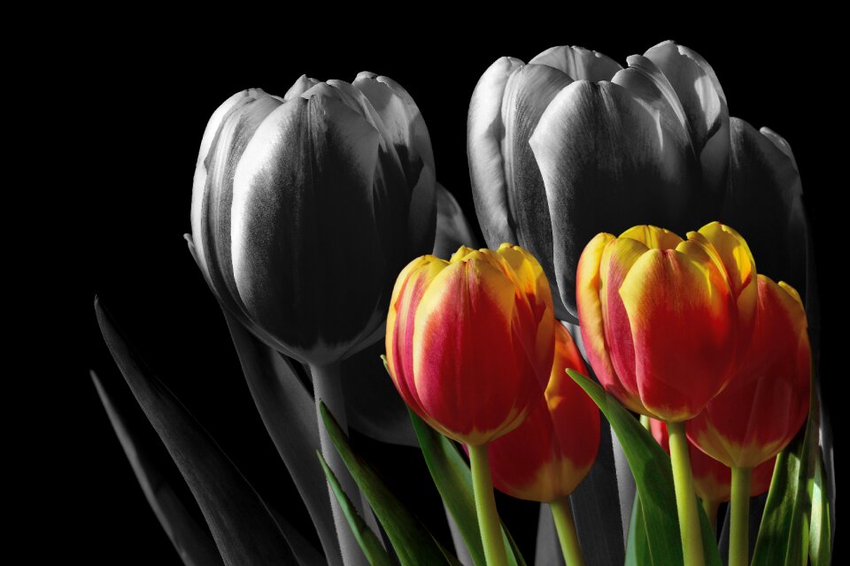 Nature flower plant