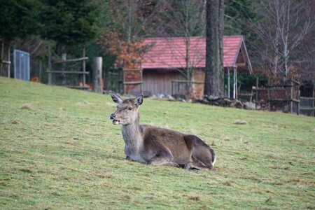Field mammal wild