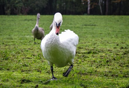 He attacked lawn nature