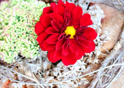 Large blooms red decoration photo