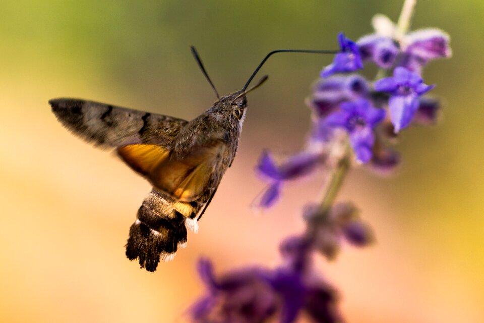 Insect wing outdoor