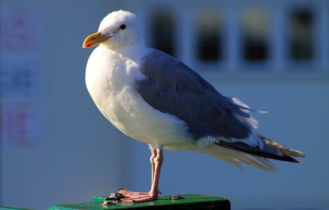 Bird gull sea bird photo