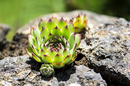 Flora stone garden macro photo