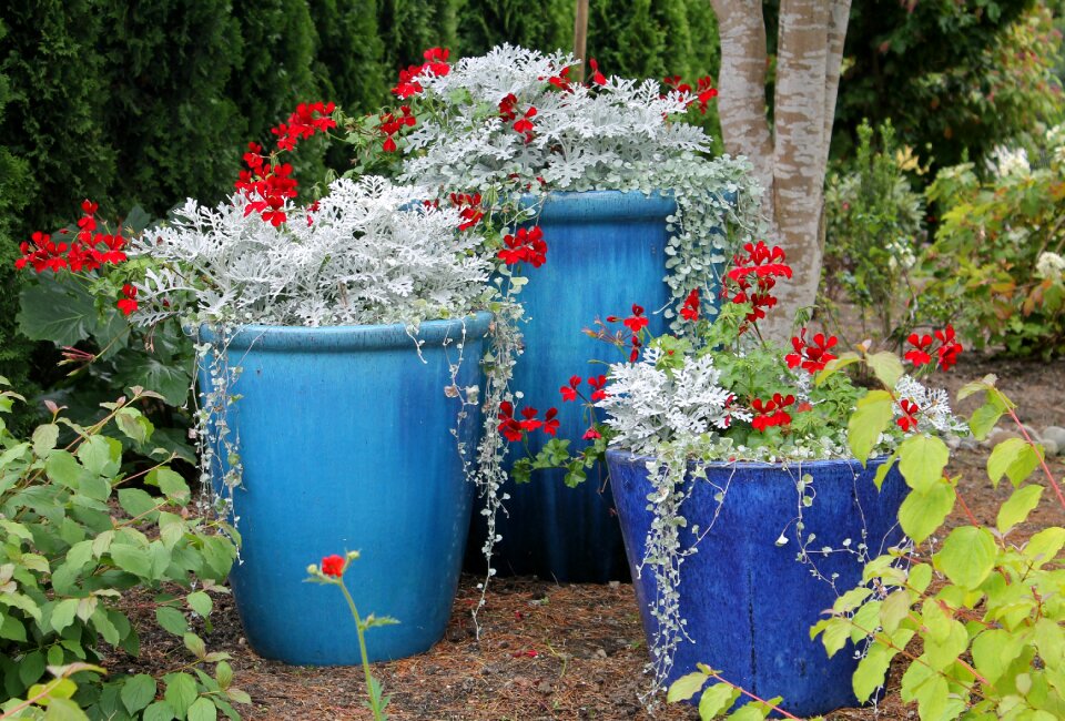 Spring flowers flowers blue