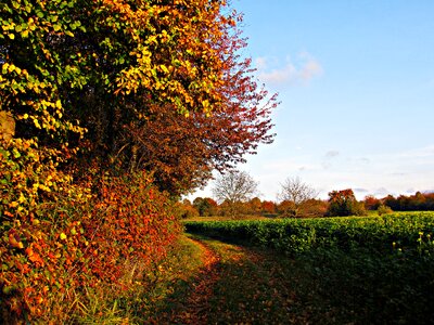 Red field meadow photo