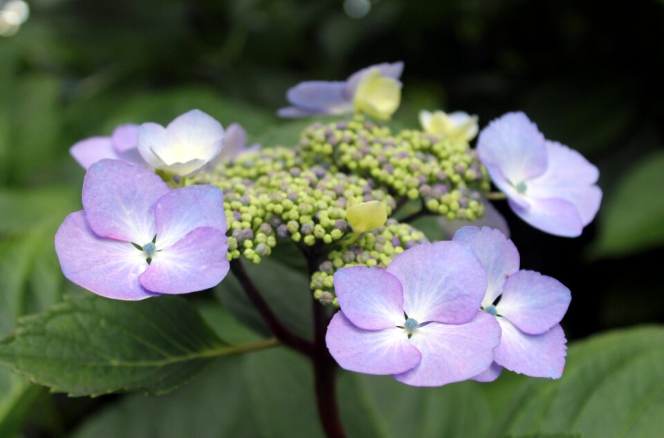 Flower bush green