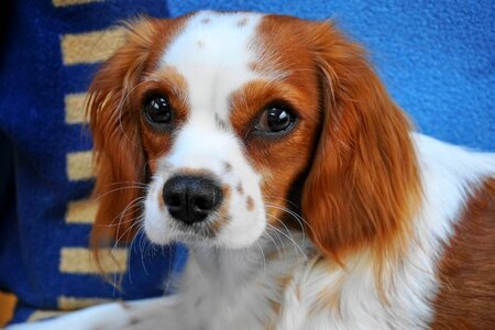 Animal cavalier king