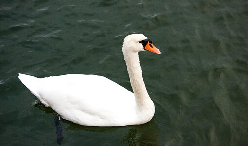 Water bird waters white