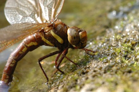 Wildlife invertebrates wing