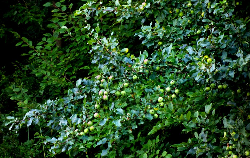 Wild apple tree in Holma 2