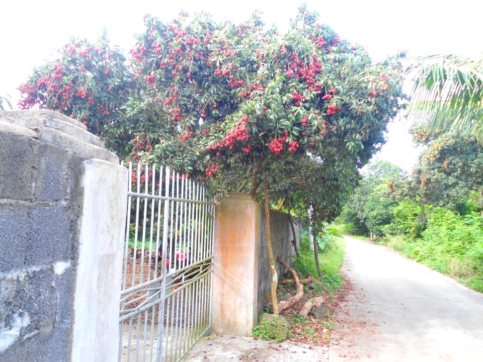 Wild lychee tree in Hainan - 03