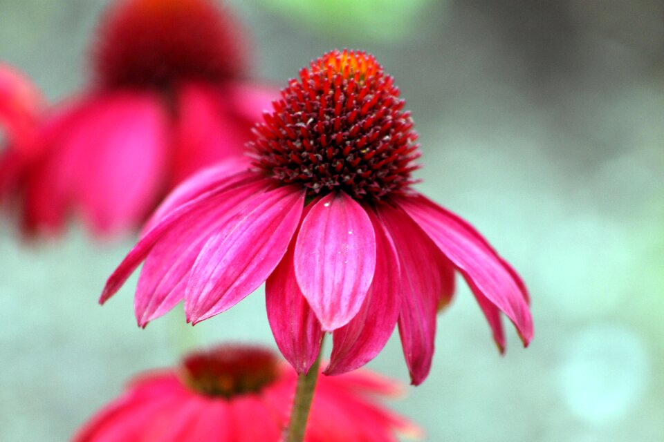 Pink flower garden