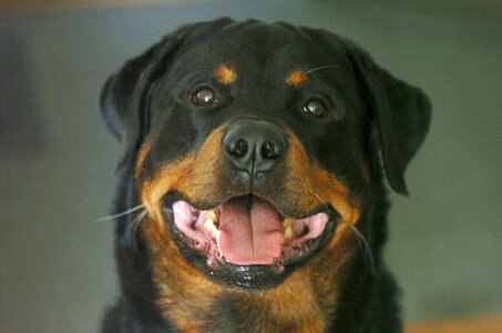 Portrait pets expensive