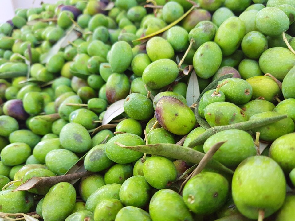 Green olives olivas
