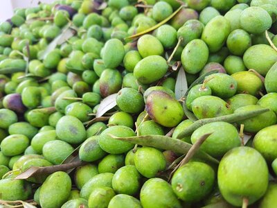 Green olives olivas