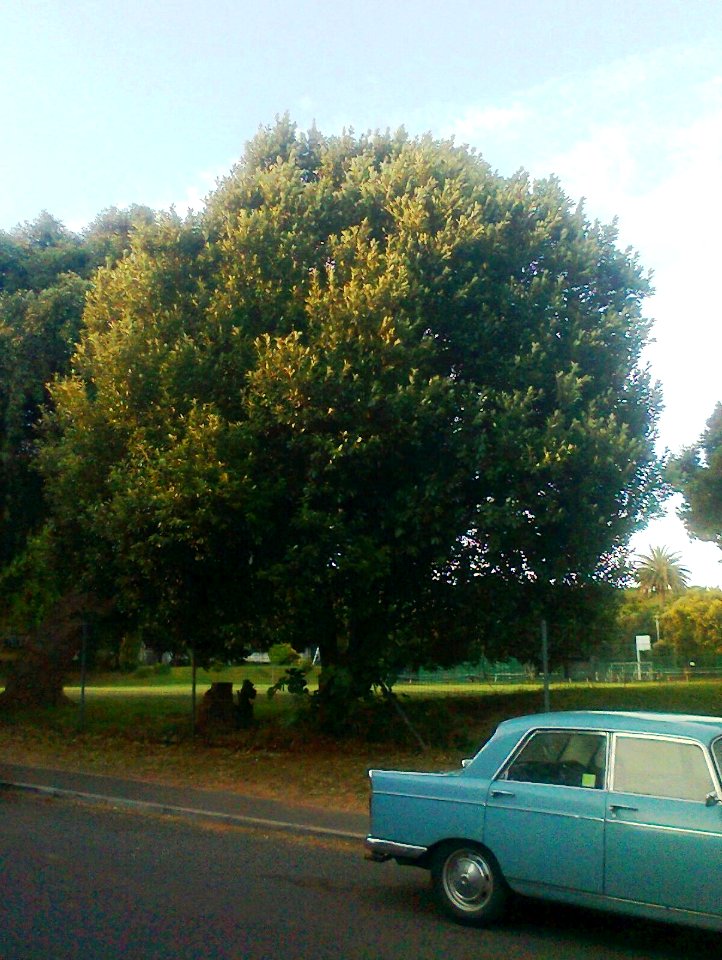 Wild Peach - Kiggelaria africana - South Africa1