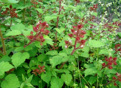 Wild red raspberry plants not yet mature in NJ