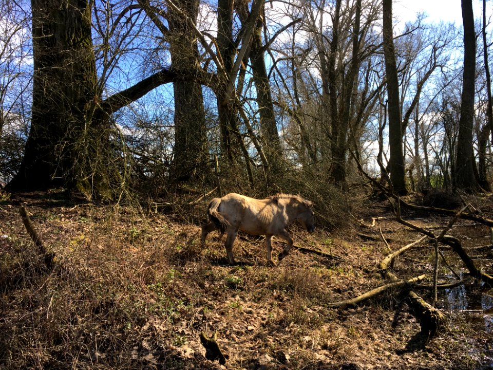 Wild horse (Equus caballus var. konik), in the Millingerwaard