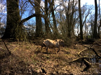 Wild horse (Equus caballus var. konik), in the Millingerwaard