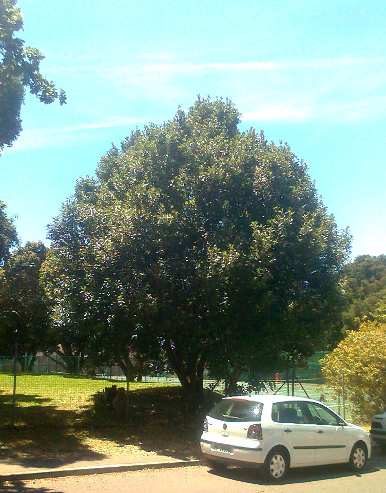 Wild Peach - Kiggelaria africana - South Africa4