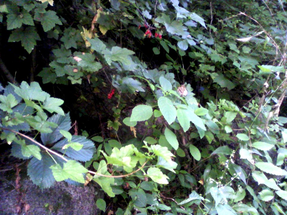 Wild red currants