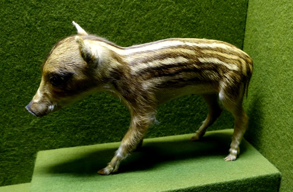 Wild boar, one day old - Naturhistorisches Museum, Braunschweig, Germany - DSC05042