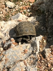 Wild desert tortoise shown in rocky habitat at or near Red Rock Canyon National Conservation Area