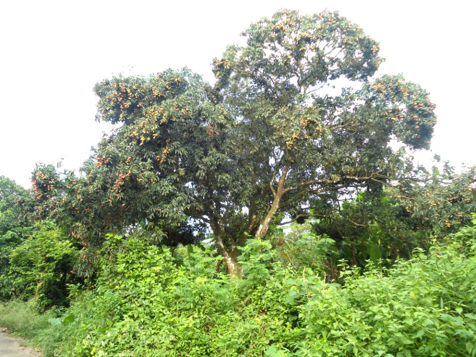 Wild lychee tree in Hainan - 01