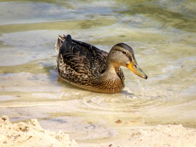 Wild duck in a pond (public domain) 2 photo