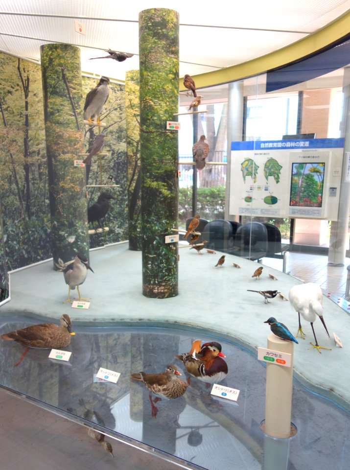 Wild bird display - Institute for Nature Study, Tokyo - DSC02155