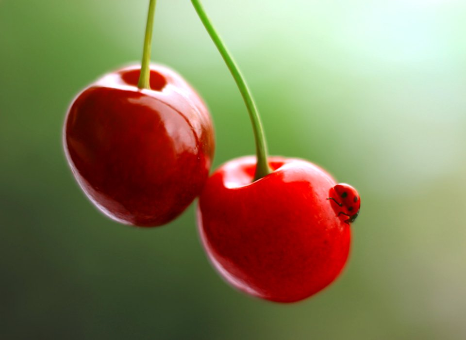Wild Cherry (220015689)