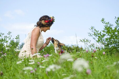 Terrier beautiful meadow