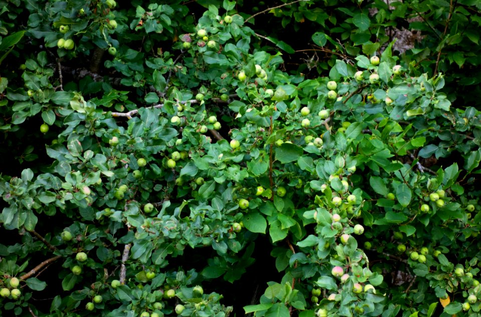 Wild apple tree in Holma 1