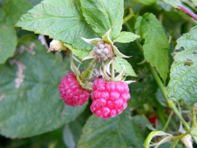 Wild raspberry photo