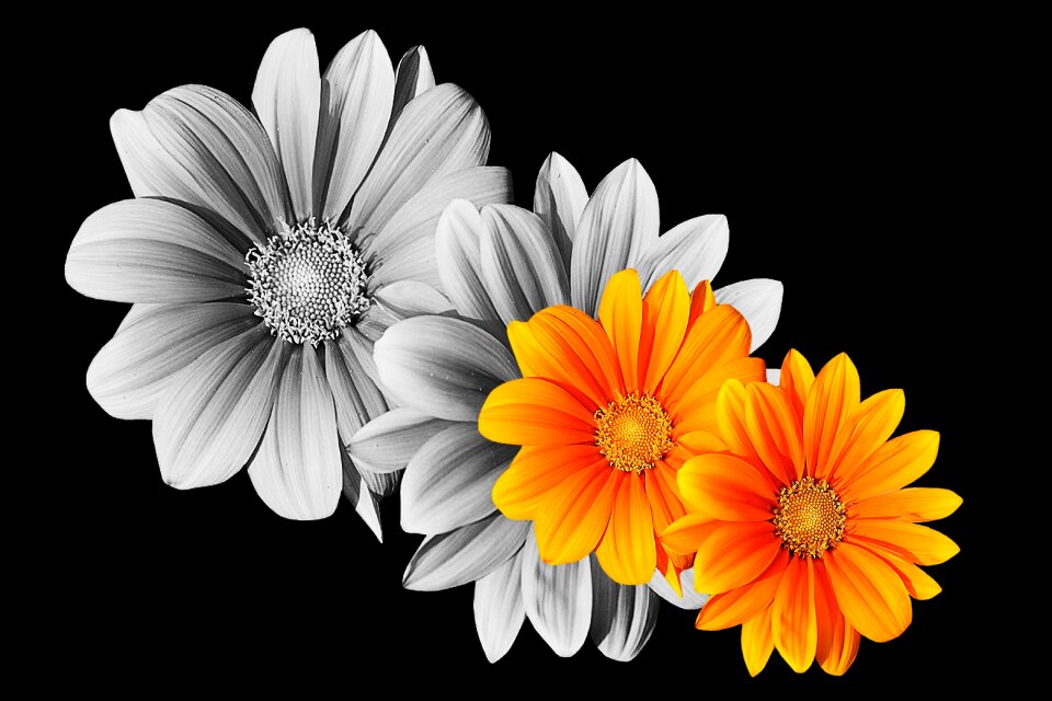 Nature plant petal