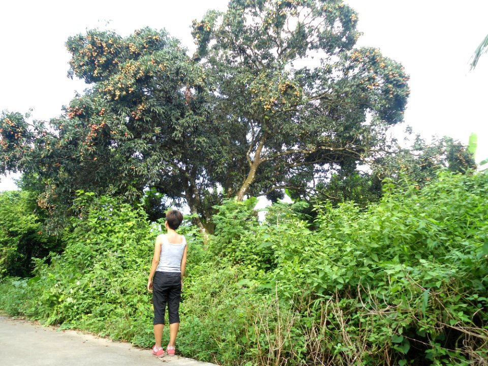Wild lychee tree in Hainan - 02
