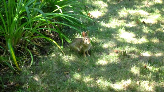 Wild Rabbit Eating Grass