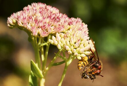 Wasp nature plant