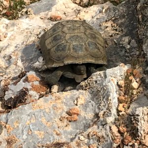 Wild desert tortoise at Red Rock National Conservation Area