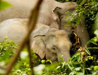 Wild Asian elephants at Khao Yai NP photo