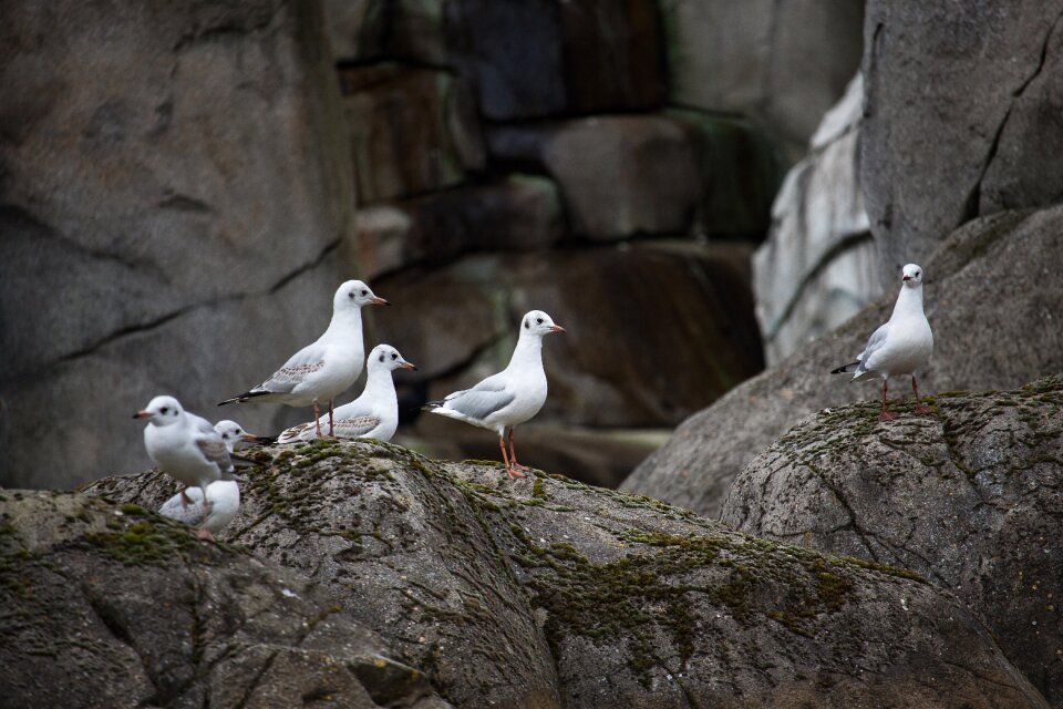 Animal coast water bird